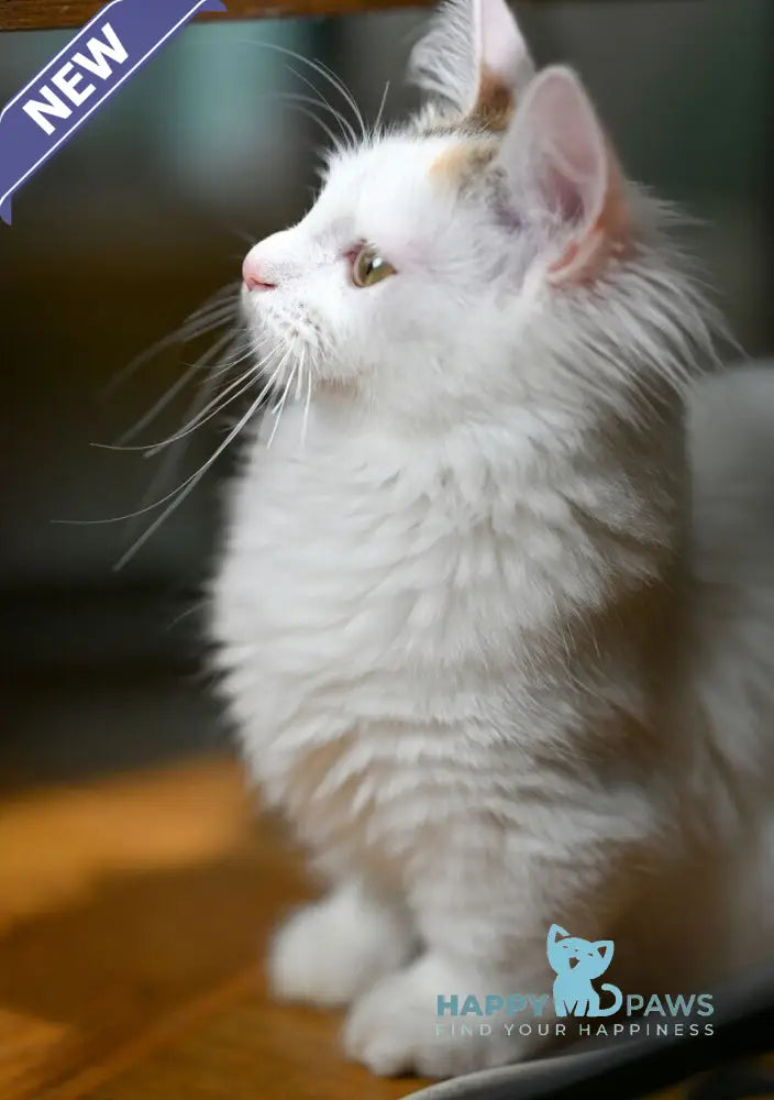 Elizabeth Munchkin female chocolate tabby bicolour live animals