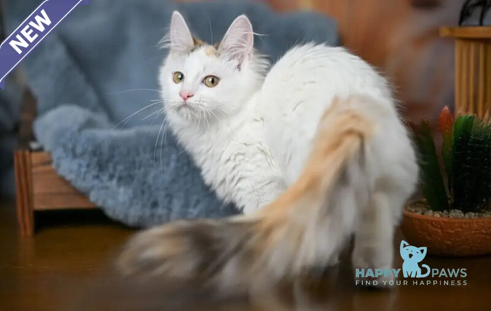 Elizabeth Munchkin female chocolate tabby bicolour live animals