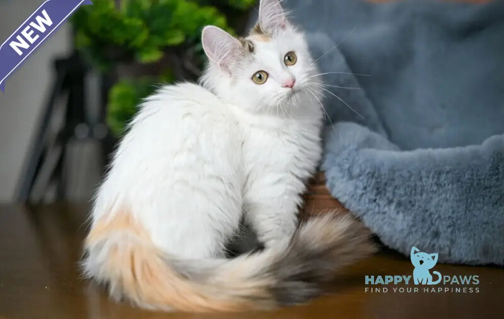 Elizabeth Munchkin female chocolate tabby bicolour live animals