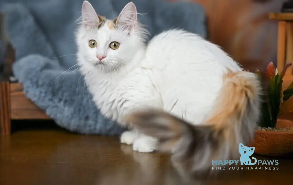 Elizabeth Munchkin female chocolate tabby bicolour live animals