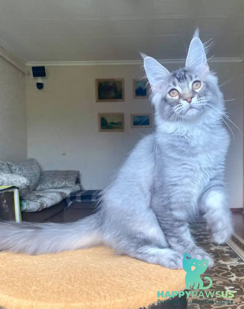 Elizar Maine Coon male blue silver ticked tabby - live animals