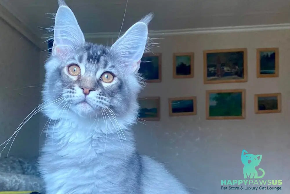 Elizar Maine Coon male blue silver ticked tabby - live animals