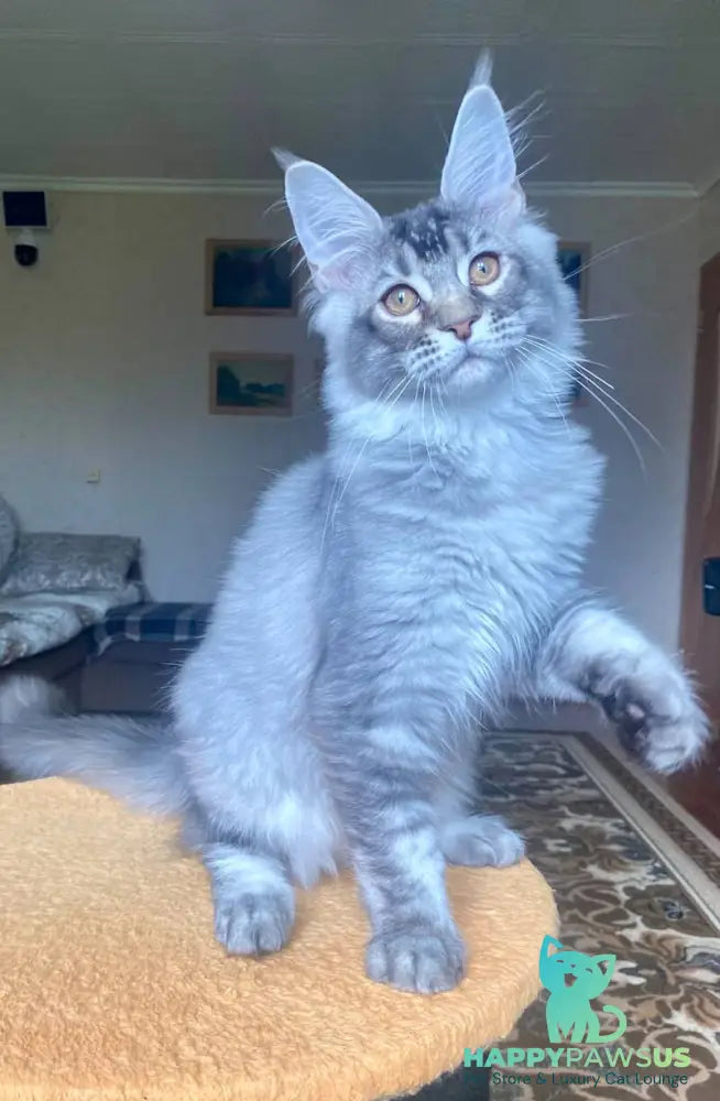 Elizar Maine Coon male blue silver ticked tabby - live animals