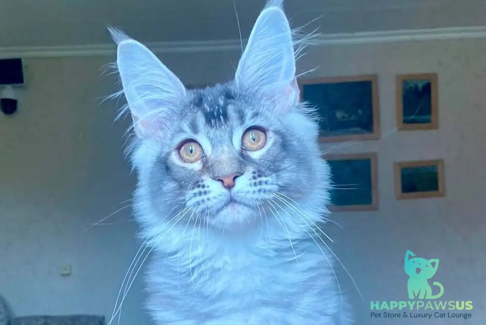 Elizar Maine Coon male blue silver ticked tabby - live animals