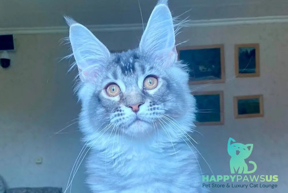 Elizar Maine Coon male blue silver ticked tabby - live animals