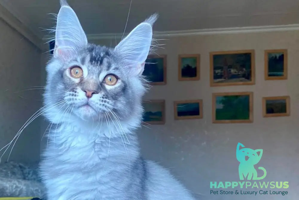 Elizar Maine Coon male blue silver ticked tabby - live animals