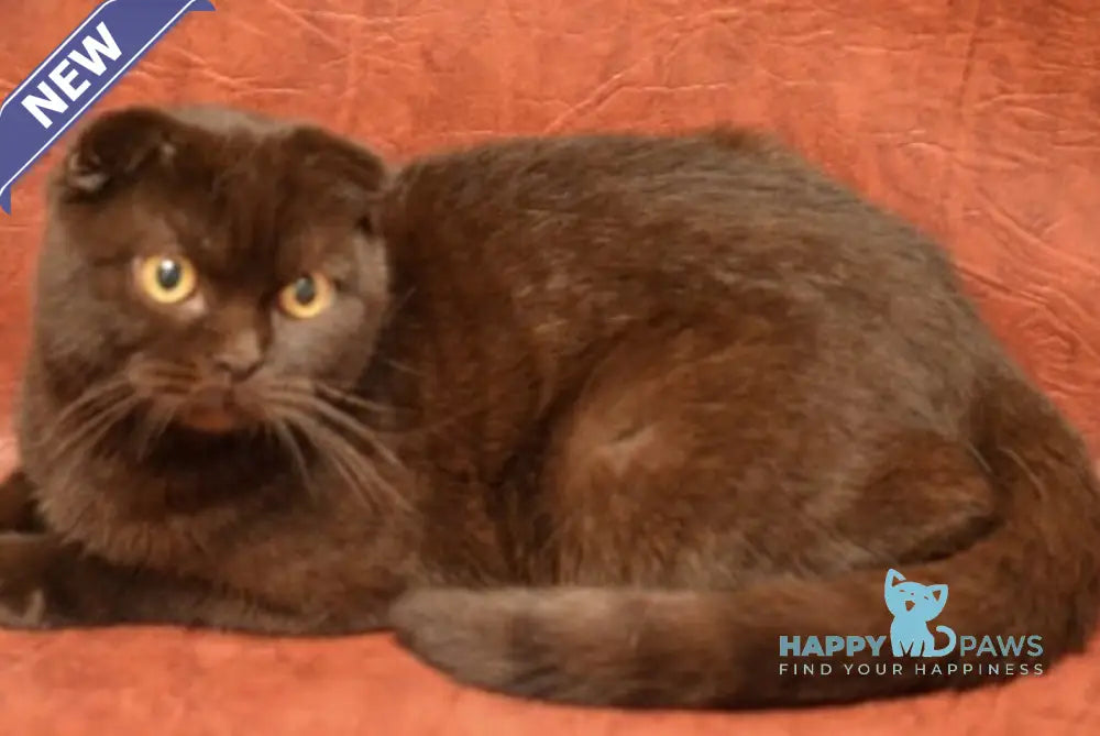 Elizar Scottish Fold male chocolate live animals