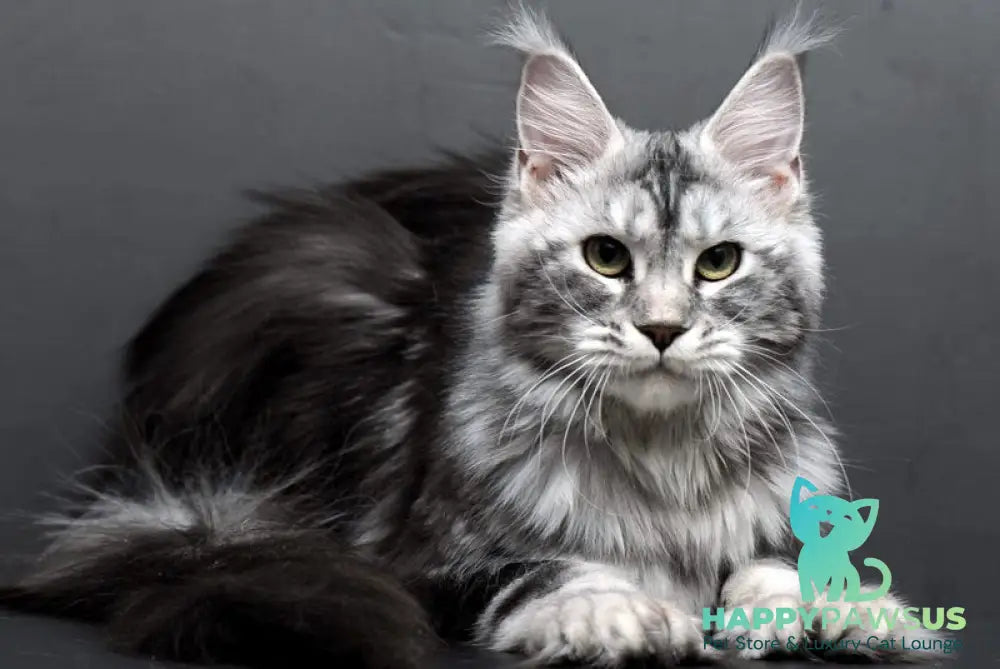 Elizaveta Maine Coon polydactyl female black silver tabby - live animals