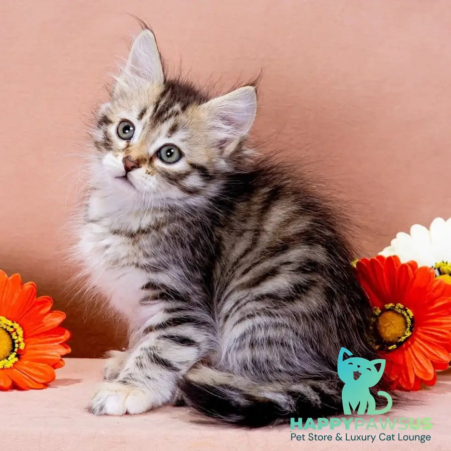 Elizaveta Siberian female black tortie spotted tabby - live animals