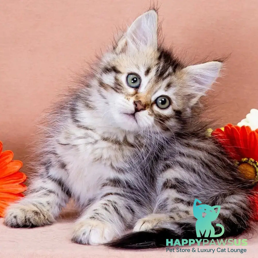 Elizaveta Siberian female black tortie spotted tabby - live animals