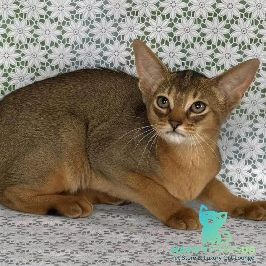 Elka Abyssinian female ruddy - live animals