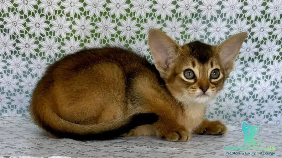 Elka Abyssinian female ruddy - live animals