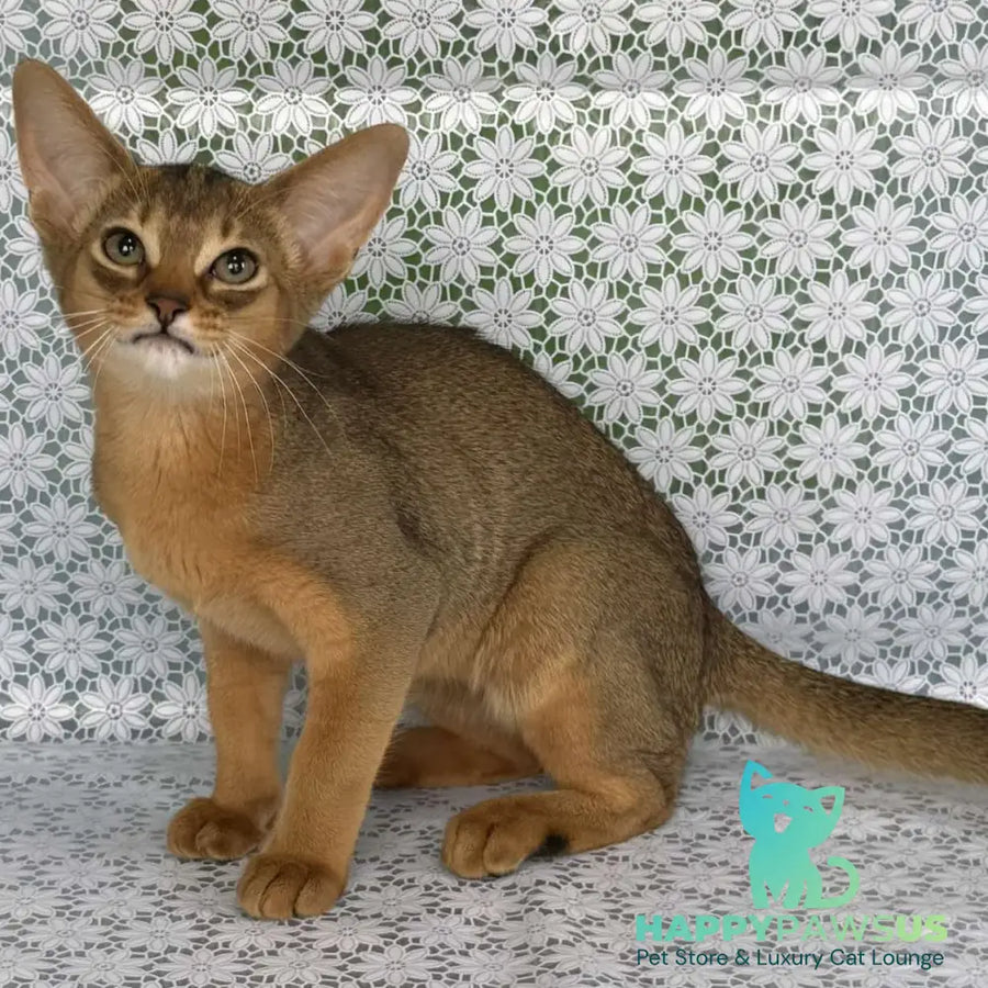 Elka Abyssinian female ruddy - live animals