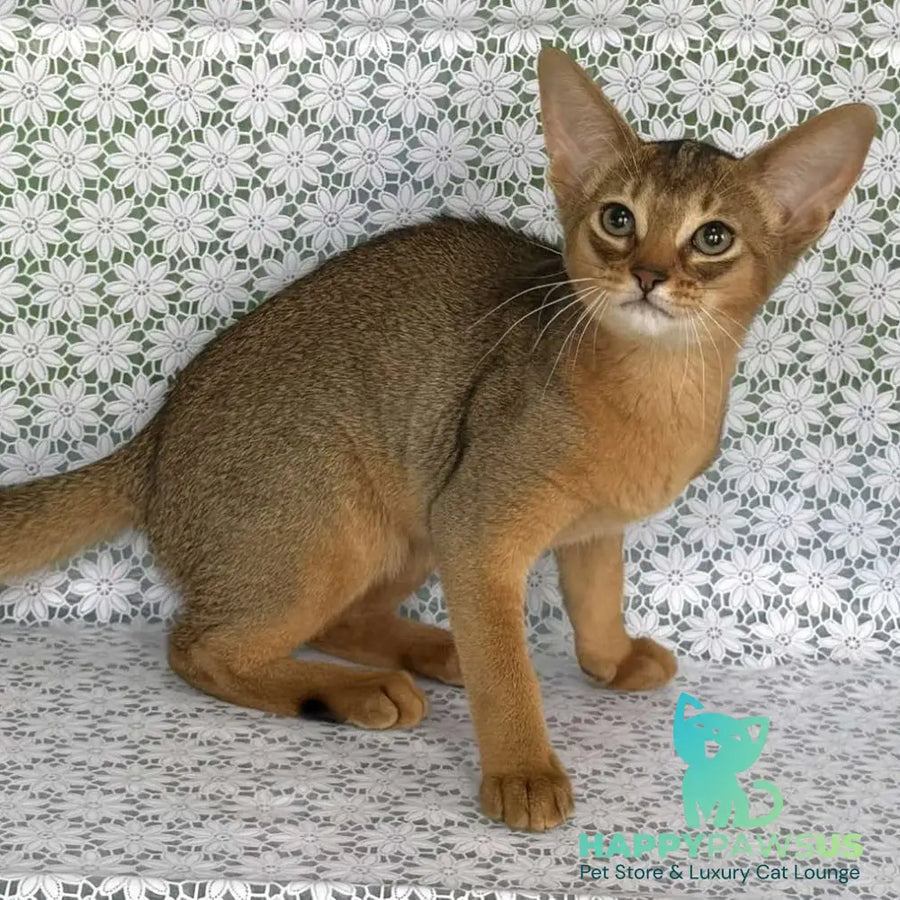 Elka Abyssinian female ruddy - live animals
