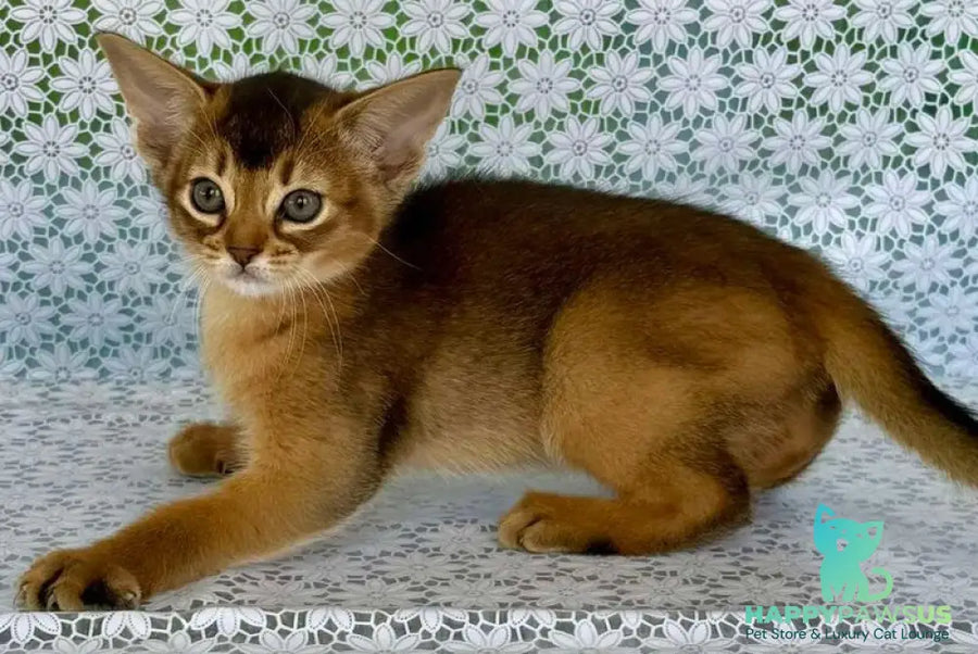 Elka Abyssinian female ruddy - live animals