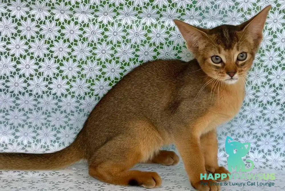 Elka Abyssinian female ruddy - live animals