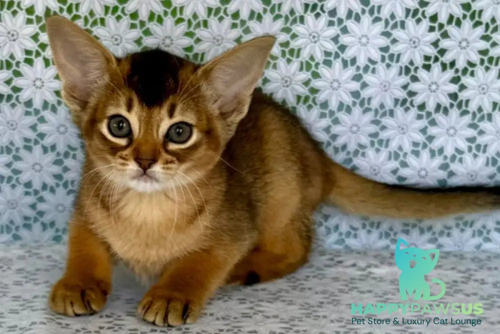 Elka Abyssinian female ruddy - live animals