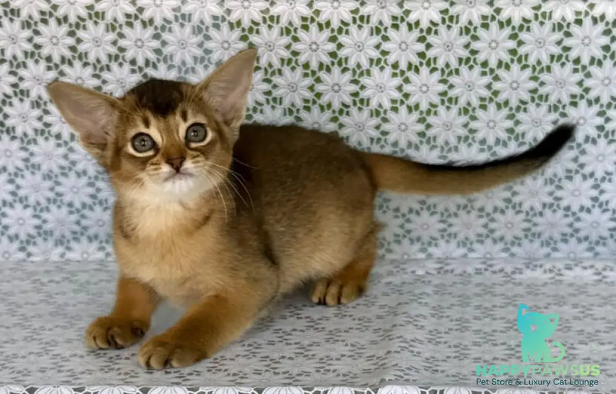 Elka Abyssinian female ruddy - live animals