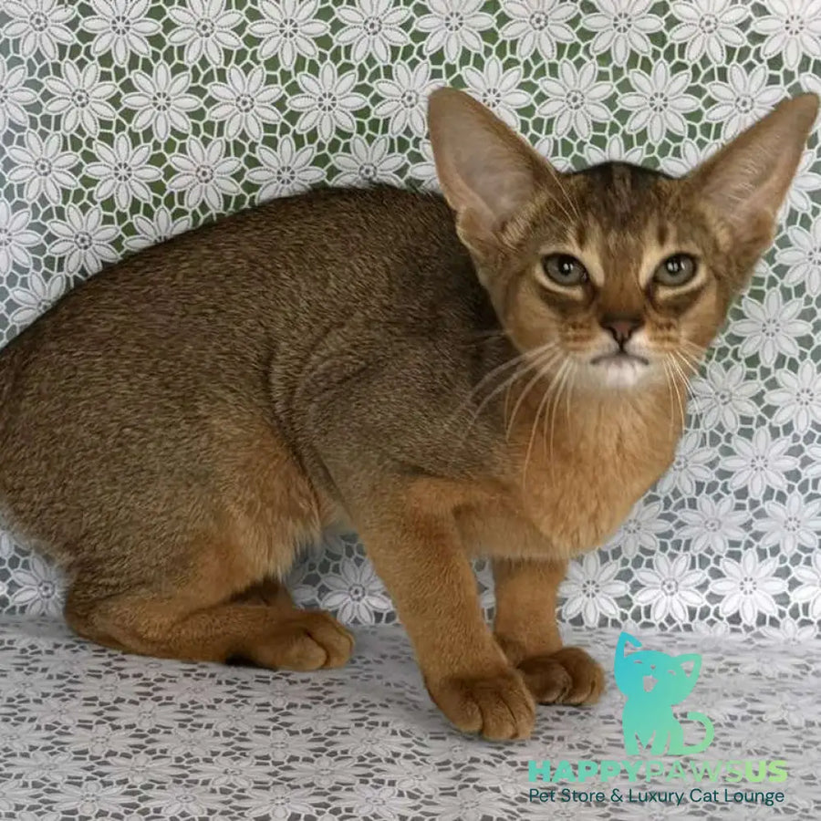 Elka Abyssinian female ruddy - live animals