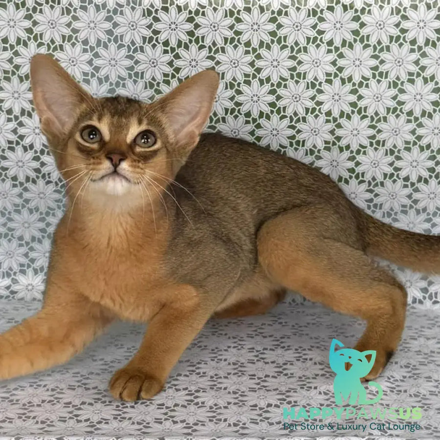 Elka Abyssinian female ruddy - live animals