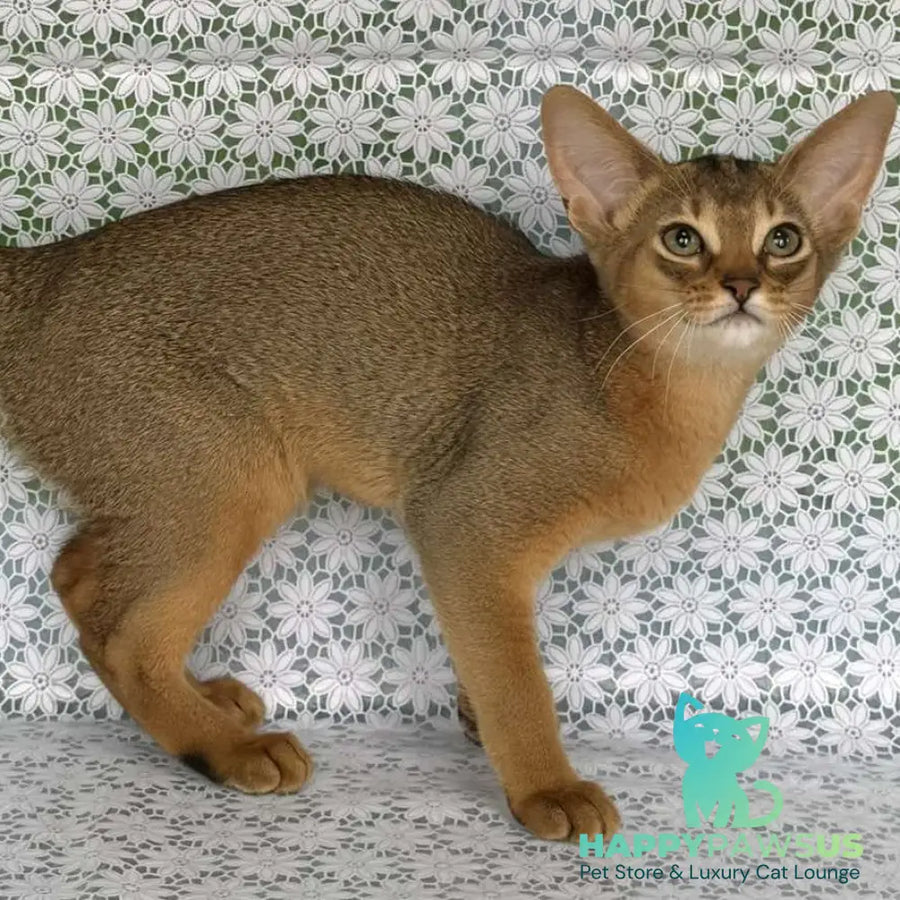 Elka Abyssinian female ruddy - live animals
