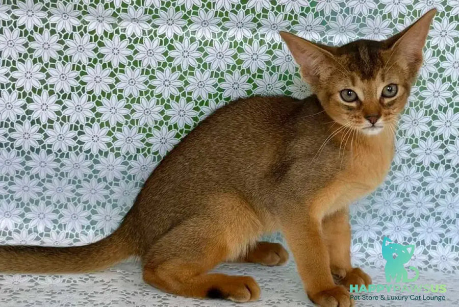 Elka Abyssinian female ruddy - live animals