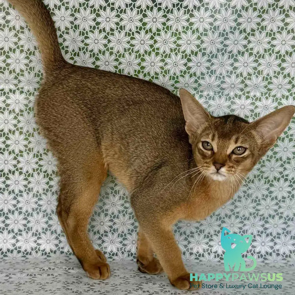 Elka Abyssinian female ruddy - live animals