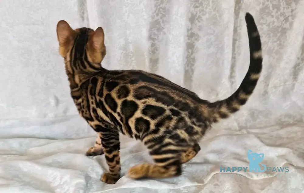 Elka Bengal female black spotted tabby live animals