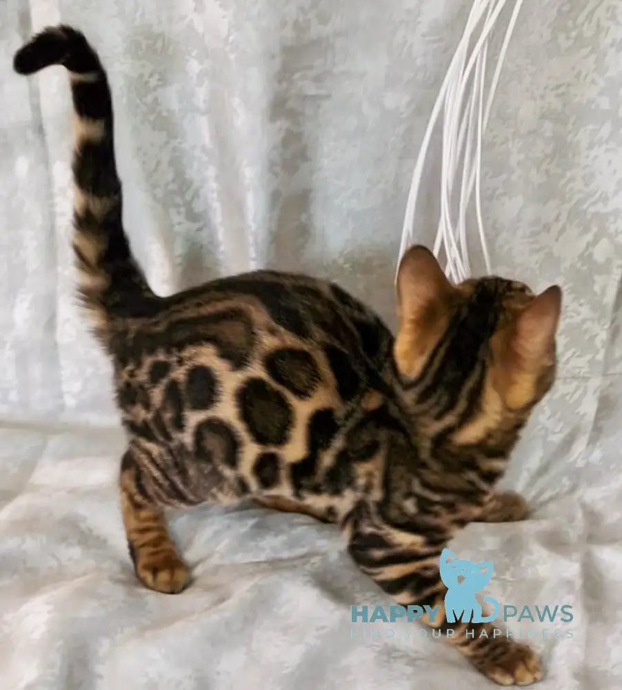 Elka Bengal female black spotted tabby live animals