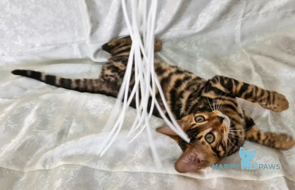 Elka Bengal female black spotted tabby live animals