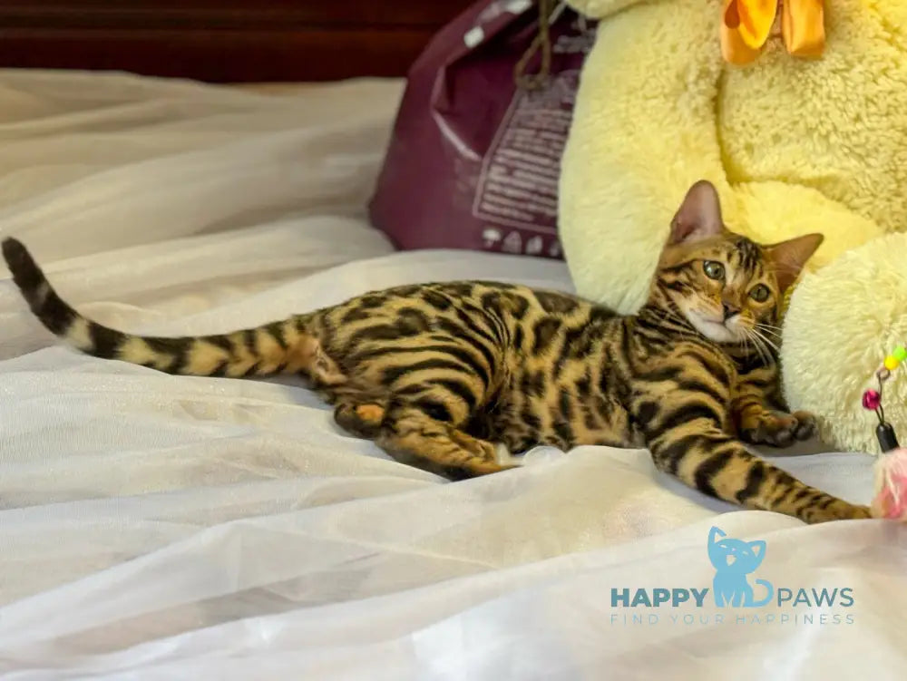 Elka Bengal female black spotted tabby live animals