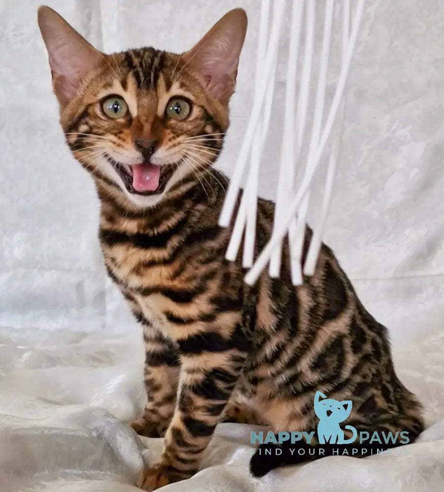 Elka Bengal female black spotted tabby live animals