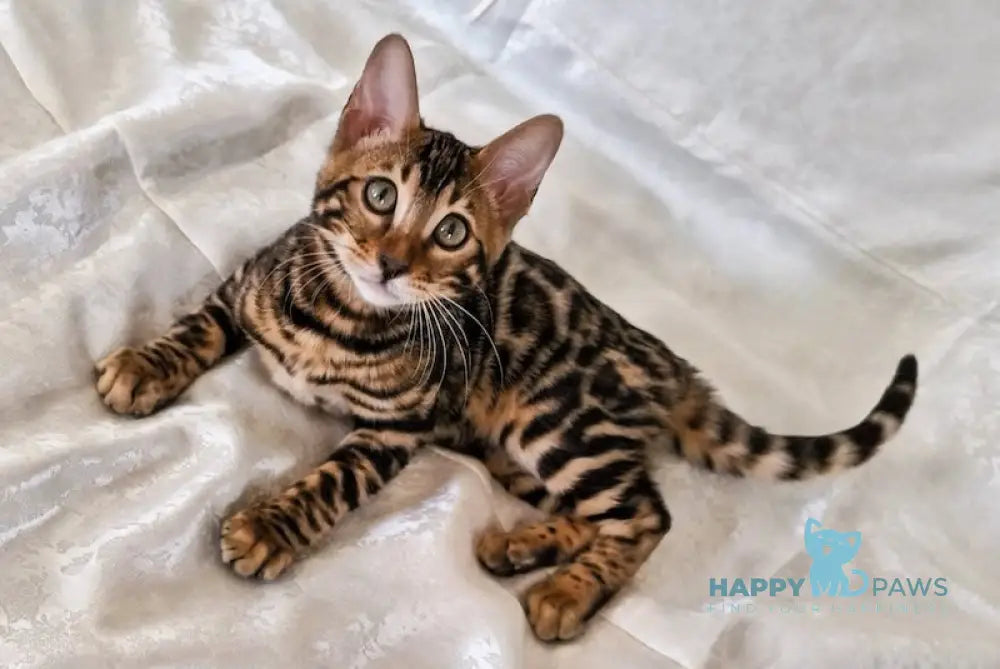 Elka Bengal female black spotted tabby live animals