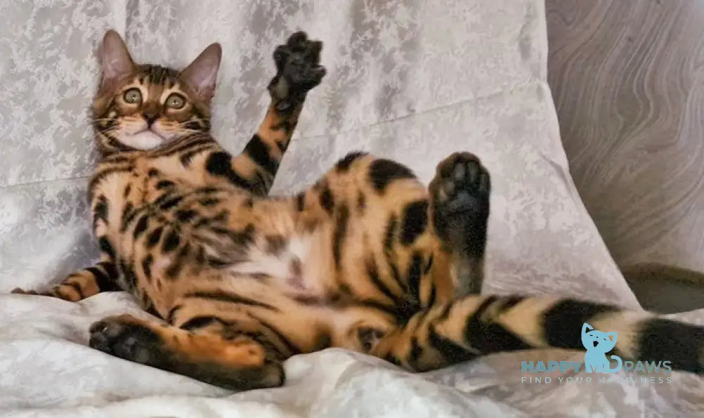 Elka Bengal female black spotted tabby live animals