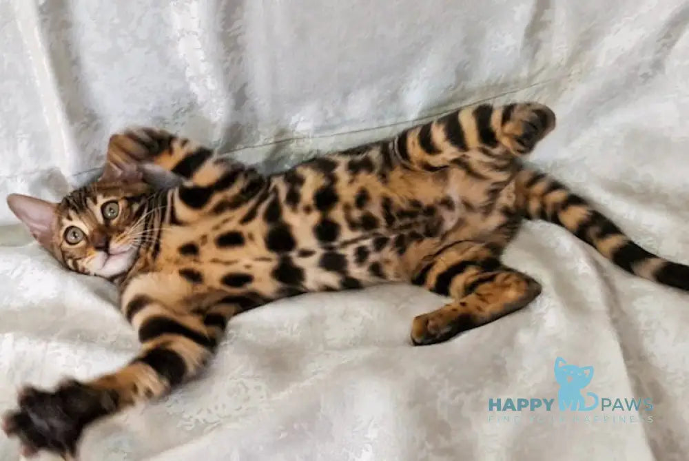 Elka Bengal female black spotted tabby live animals