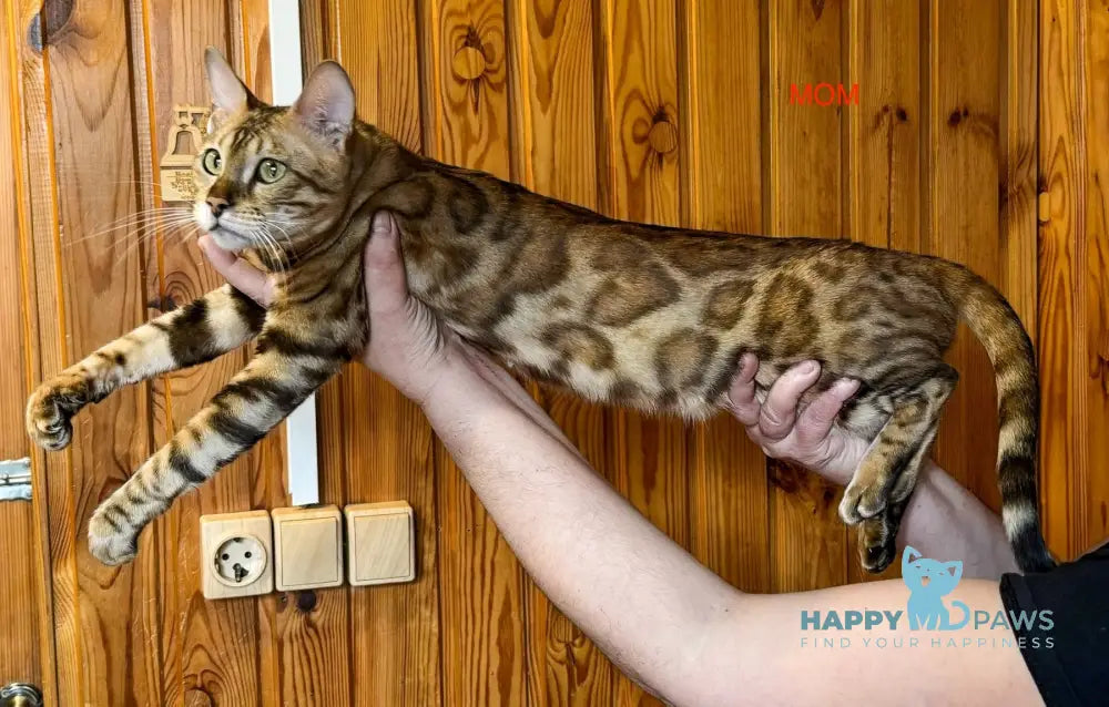Elka Bengal female black spotted tabby live animals