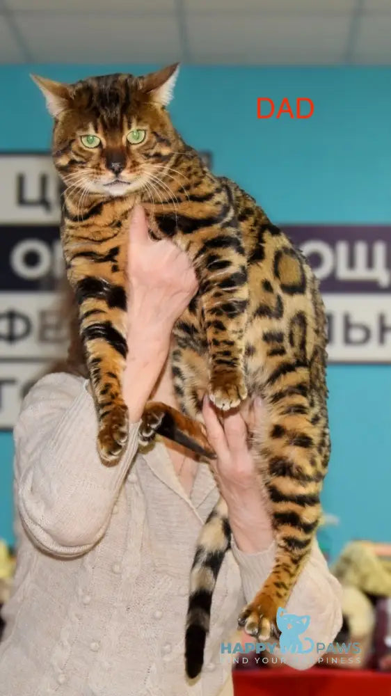 Elka Bengal female black spotted tabby live animals