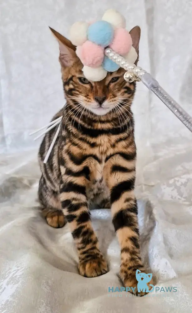 Elka Bengal female black spotted tabby live animals