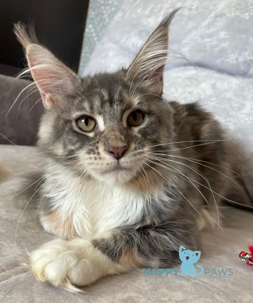 Elka Maine Coon female blue tortie silver with white tabby live animals