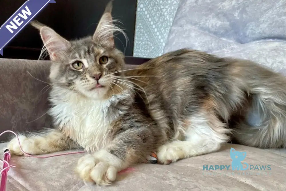 Elka Maine Coon female blue tortie silver with white tabby live animals