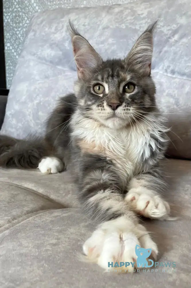 Elka Maine Coon female blue tortie silver with white tabby live animals