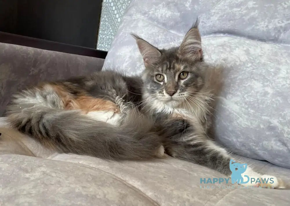 Elka Maine Coon female blue tortie silver with white tabby live animals