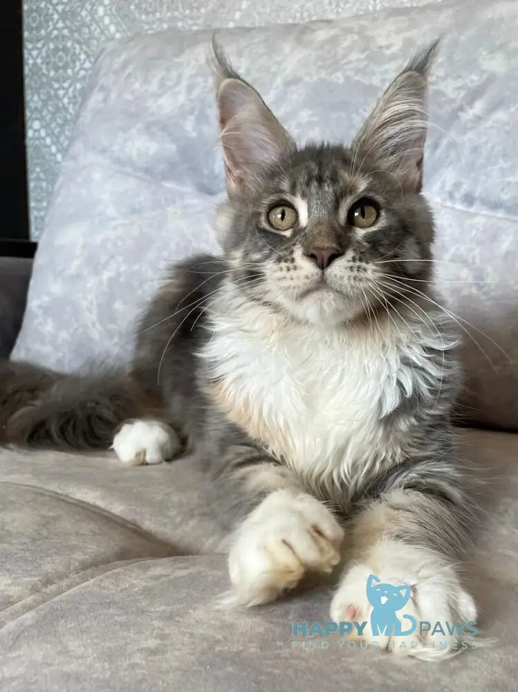Elka Maine Coon female blue tortie silver with white tabby live animals