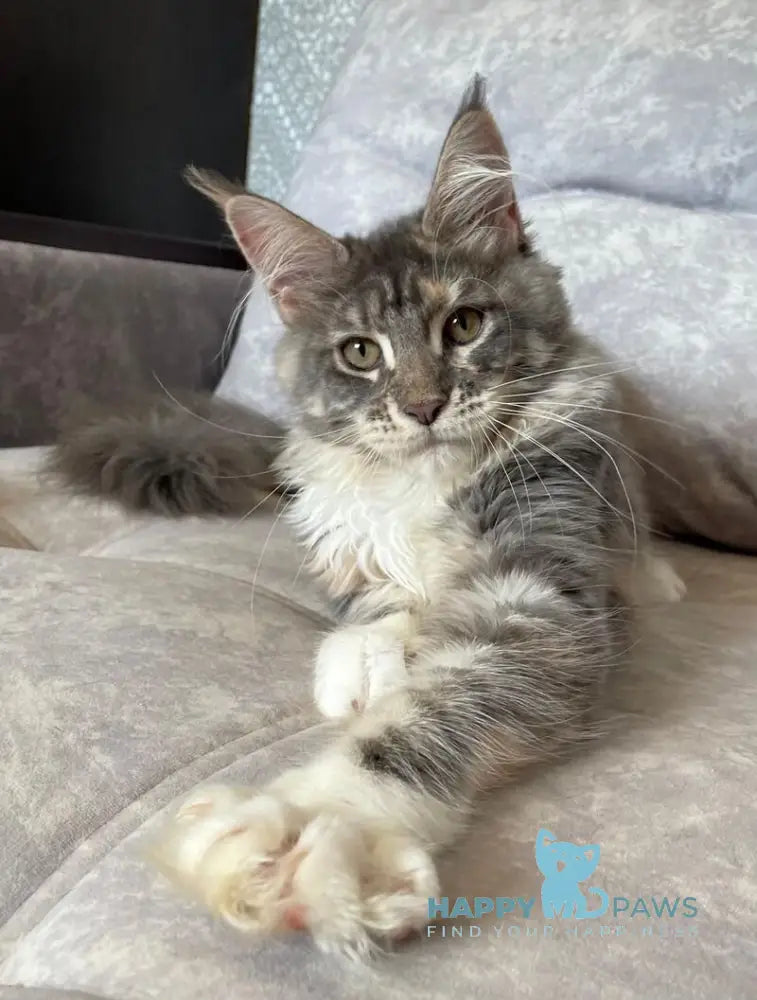 Elka Maine Coon female blue tortie silver with white tabby live animals