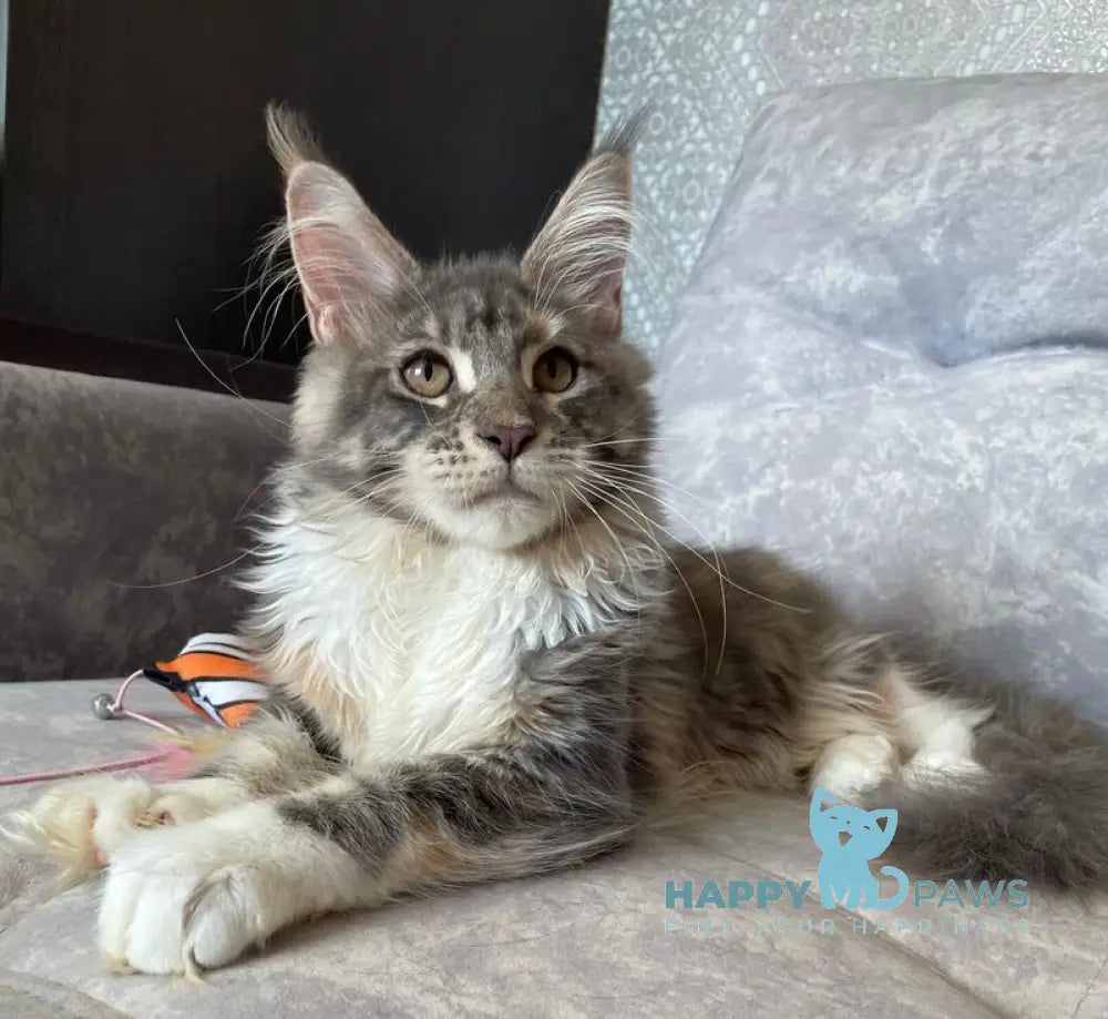 Elka Maine Coon female blue tortie silver with white tabby live animals