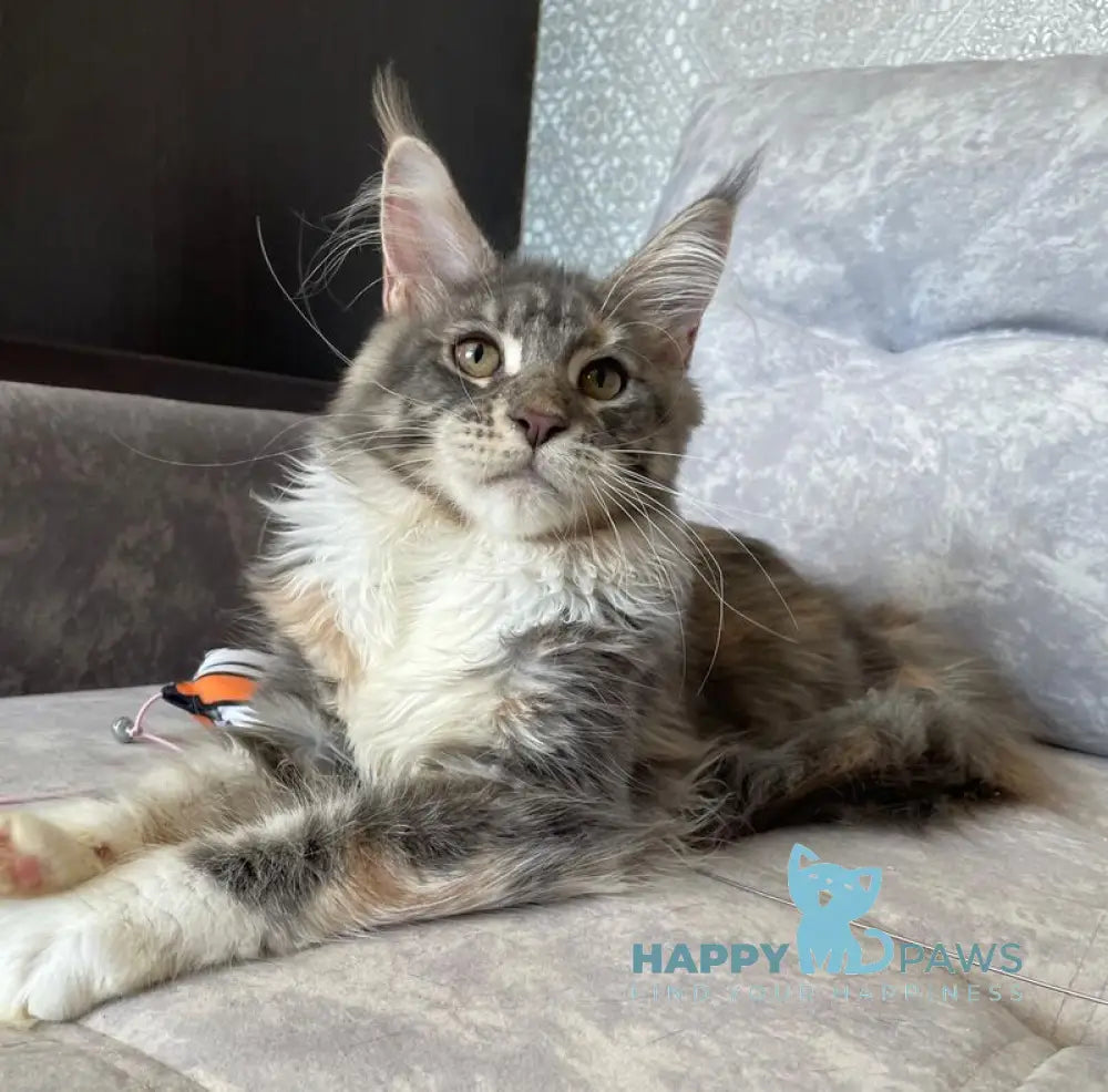 Elka Maine Coon female blue tortie silver with white tabby live animals