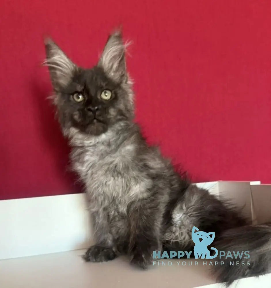 Ella Maine Coon female black smoke live animals