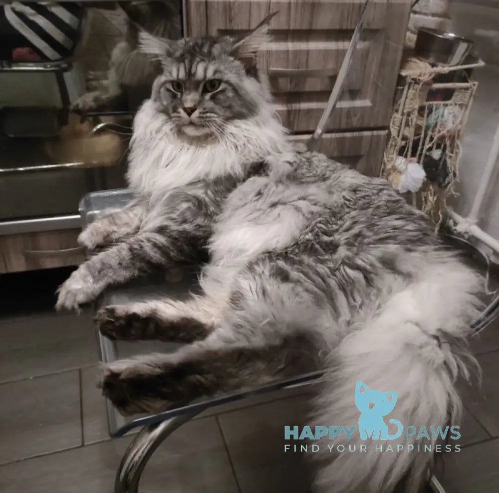 Ella Maine Coon female black smoke live animals