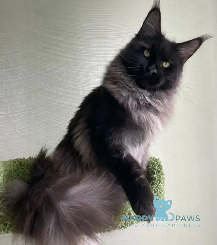 Ella Maine Coon female black smoke live animals