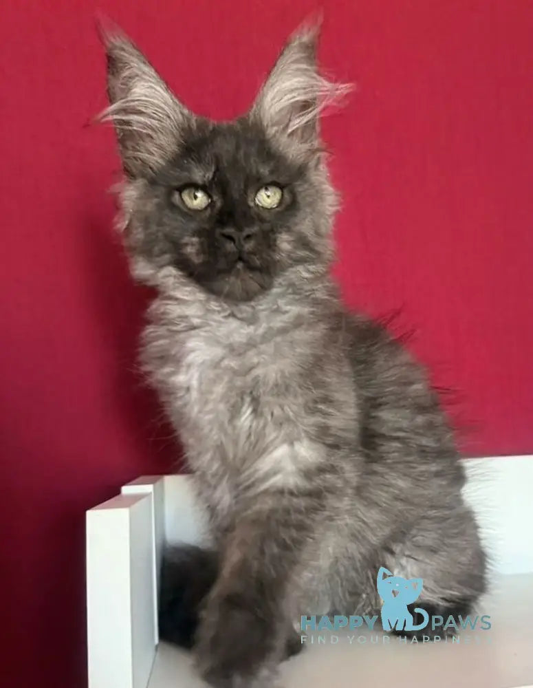 Ella Maine Coon female black smoke live animals